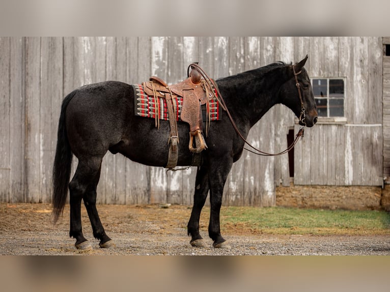 American Quarter Horse Castrone 9 Anni 163 cm Roano blu in Fredericksburg, OH