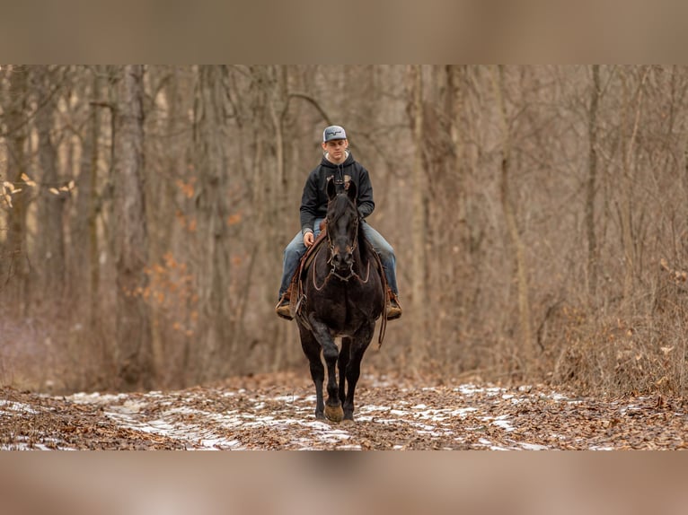 American Quarter Horse Castrone 9 Anni 163 cm Roano blu in Fredericksburg, OH