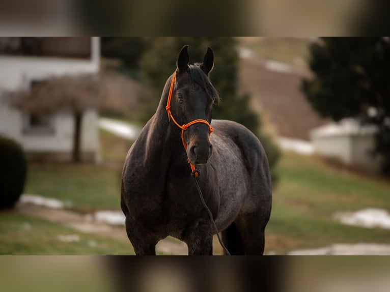 American Quarter Horse Castrone 9 Anni 163 cm Roano blu in Fredericksburg, OH