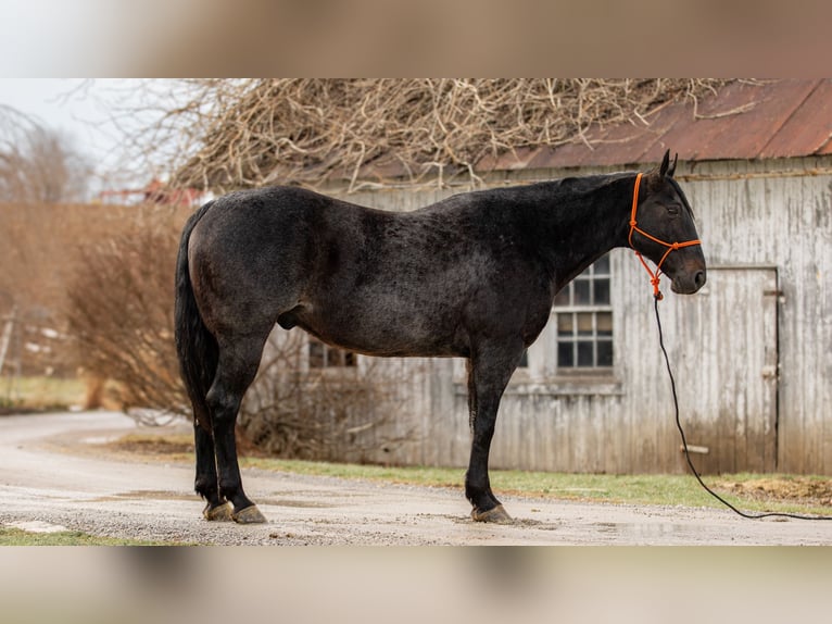 American Quarter Horse Castrone 9 Anni 163 cm Roano blu in Fredericksburg, OH