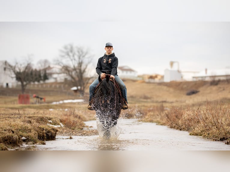 American Quarter Horse Castrone 9 Anni 163 cm Roano blu in Fredericksburg, OH