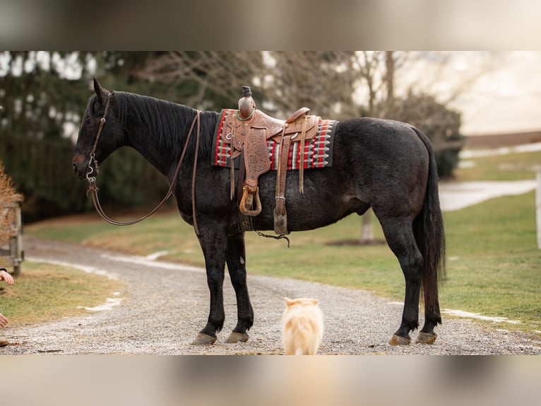 American Quarter Horse Castrone 9 Anni 163 cm Roano blu in Fredericksburg, OH