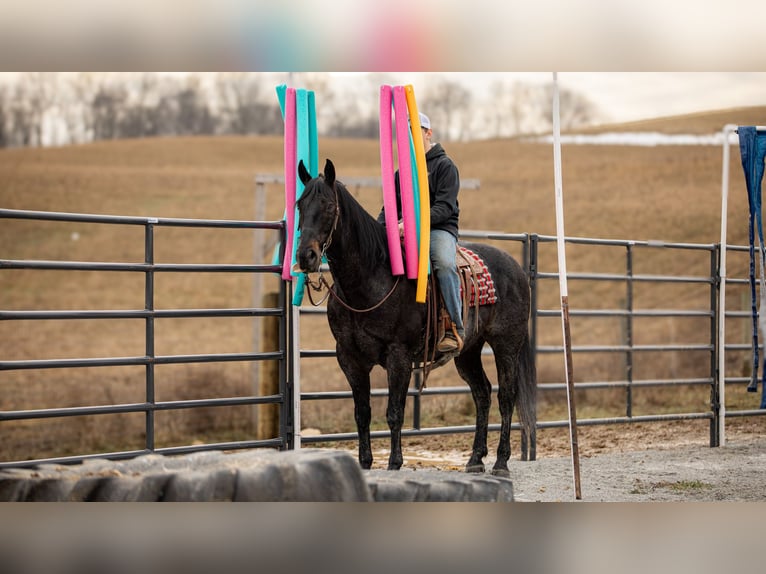 American Quarter Horse Castrone 9 Anni 163 cm Roano blu in Fredericksburg, OH