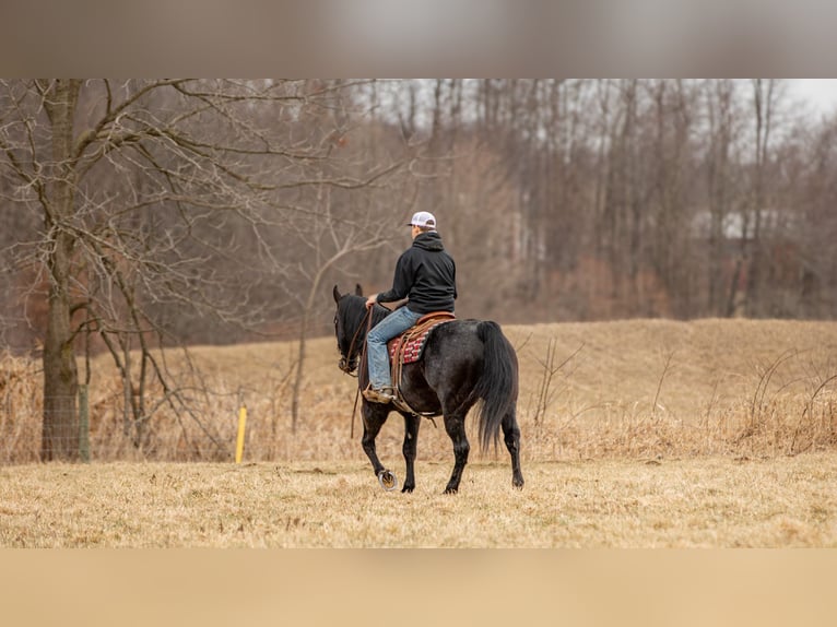 American Quarter Horse Castrone 9 Anni 163 cm Roano blu in Fredericksburg, OH