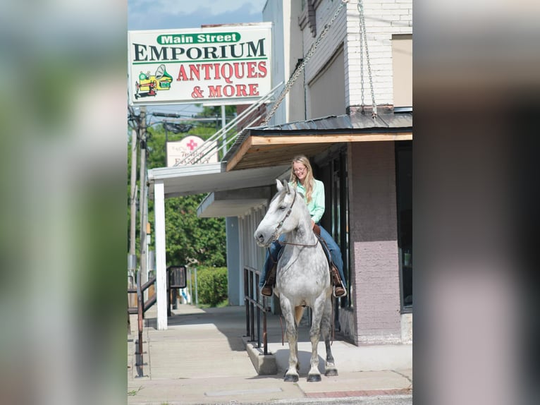 American Quarter Horse Castrone 9 Anni 165 cm Grigio pezzato in Huntsville TX