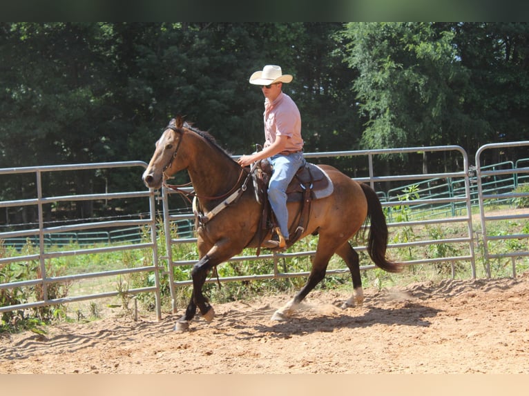 American Quarter Horse Castrone 9 Anni 165 cm Pelle di daino in Cherryville KY