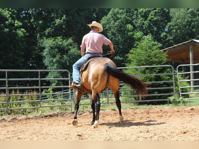 American Quarter Horse Castrone 9 Anni 165 cm Pelle di daino in Cherryville KY