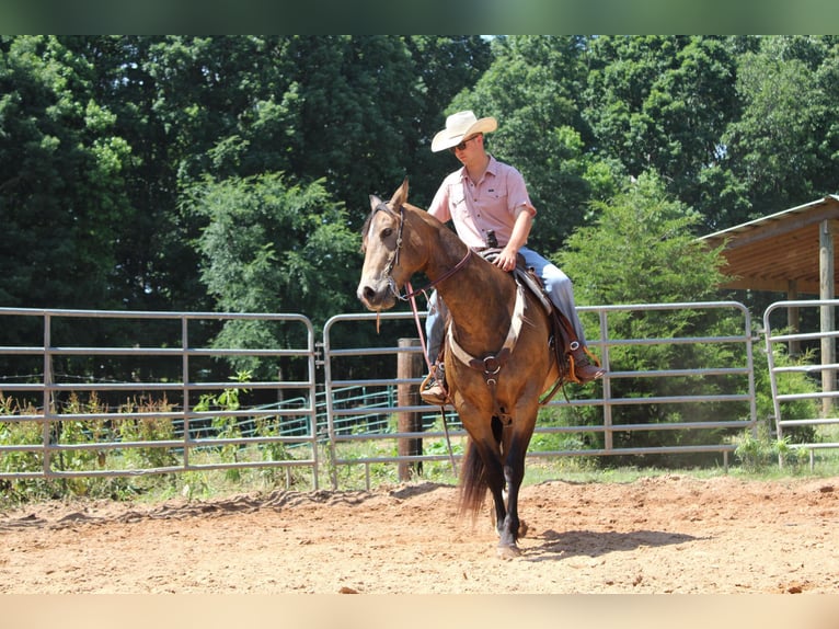 American Quarter Horse Castrone 9 Anni 165 cm Pelle di daino in Cherryville KY