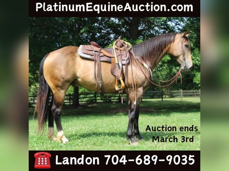 American Quarter Horse Castrone 9 Anni 165 cm Pelle di daino in Cherryville KY