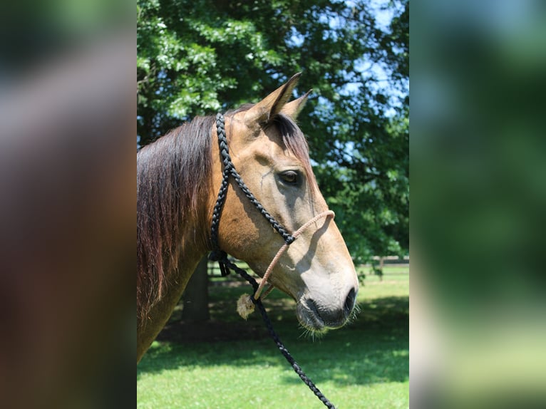 American Quarter Horse Castrone 9 Anni 165 cm Pelle di daino in Cherryville KY