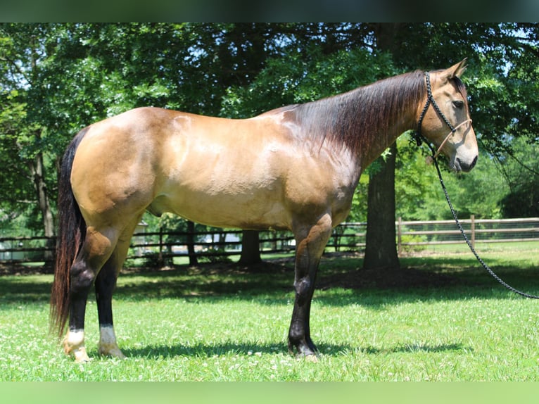 American Quarter Horse Castrone 9 Anni 165 cm Pelle di daino in Cherryville KY