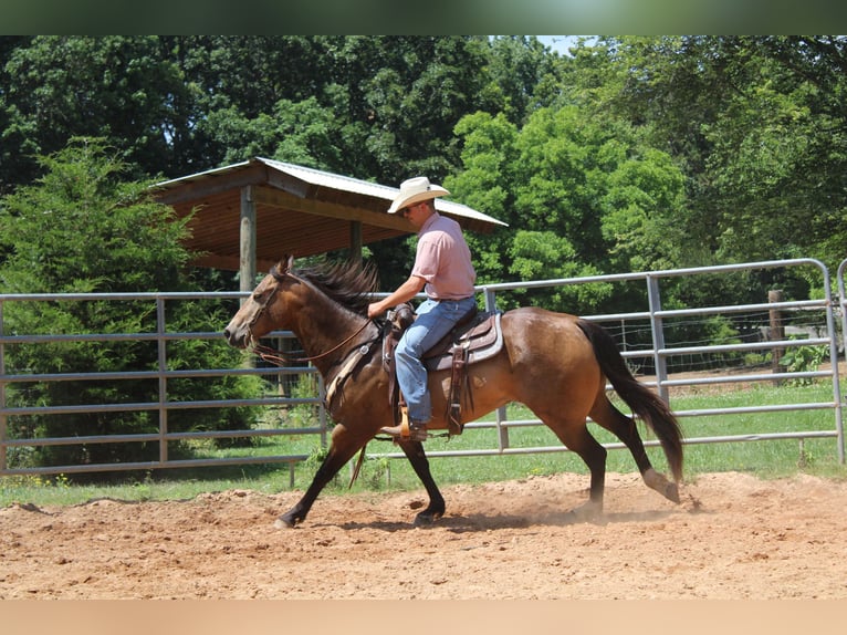 American Quarter Horse Castrone 9 Anni 165 cm Pelle di daino in Cherryville KY