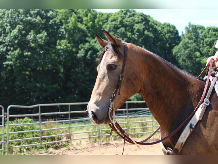 American Quarter Horse Castrone 9 Anni 165 cm Pelle di daino in Cherryville KY