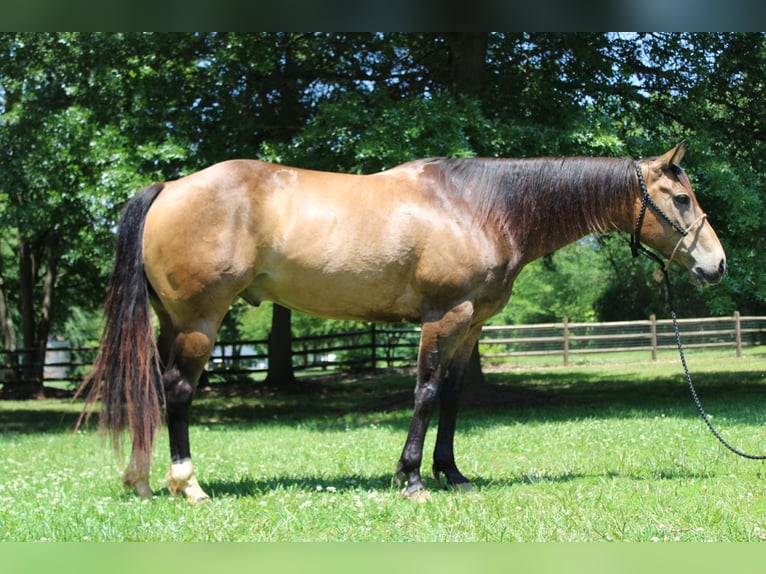 American Quarter Horse Castrone 9 Anni 165 cm Pelle di daino in Cherryville KY