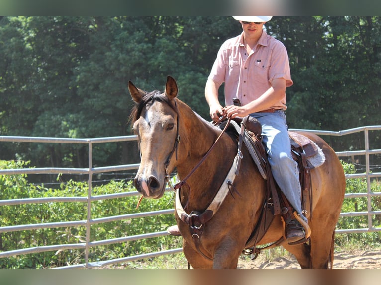 American Quarter Horse Castrone 9 Anni 165 cm Pelle di daino in Cherryville KY