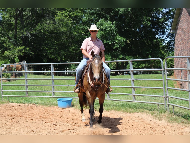 American Quarter Horse Castrone 9 Anni 165 cm Pelle di daino in Cherryville KY