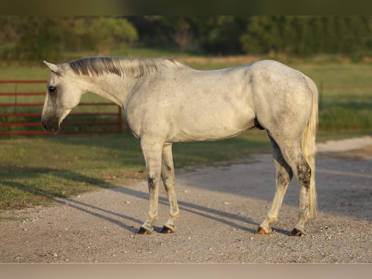 American Quarter Horse Castrone 9 Anni 168 cm Grigio in Granbury TX