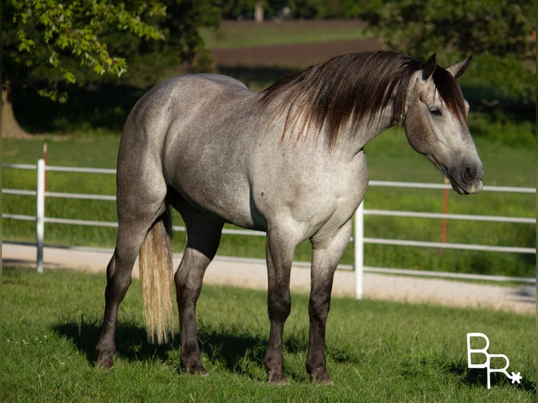 American Quarter Horse Castrone 9 Anni 168 cm Grigio pezzato in Mountain grove mo