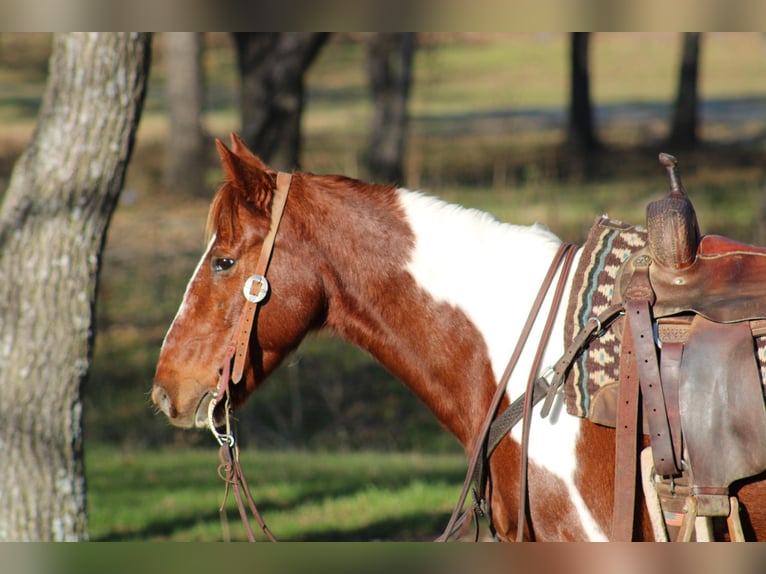 American Quarter Horse Castrone 9 Anni 168 cm Tobiano-tutti i colori in Joshua TX