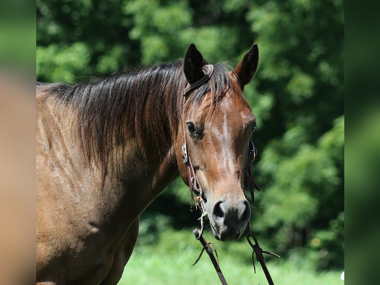 American Quarter Horse Castrone 9 Anni Baio ciliegia in Somerset, KY