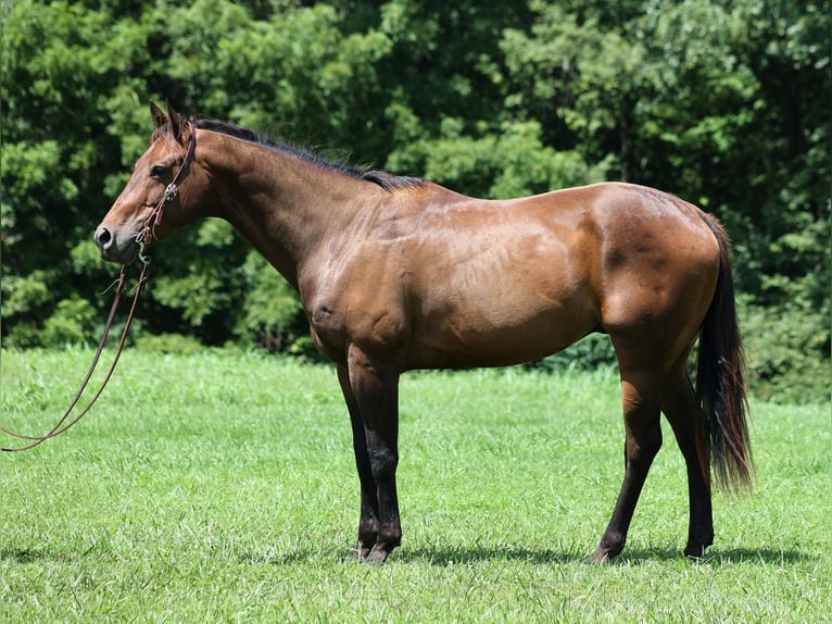 American Quarter Horse Castrone 9 Anni Baio ciliegia in Somerset, KY