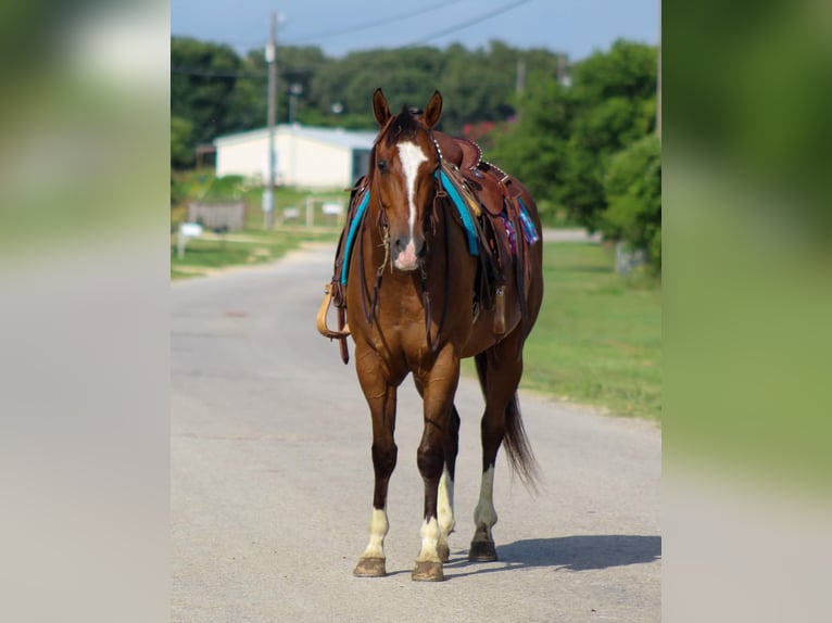 American Quarter Horse Castrone 9 Anni Baio ciliegia in Stephenville Tx