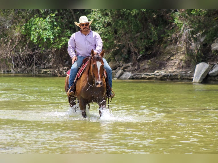 American Quarter Horse Castrone 9 Anni Baio ciliegia in Stephenville Tx