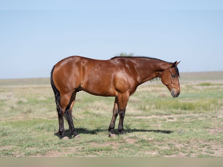 American Quarter Horse Castrone 9 Anni Baio ciliegia in Canyon, TX