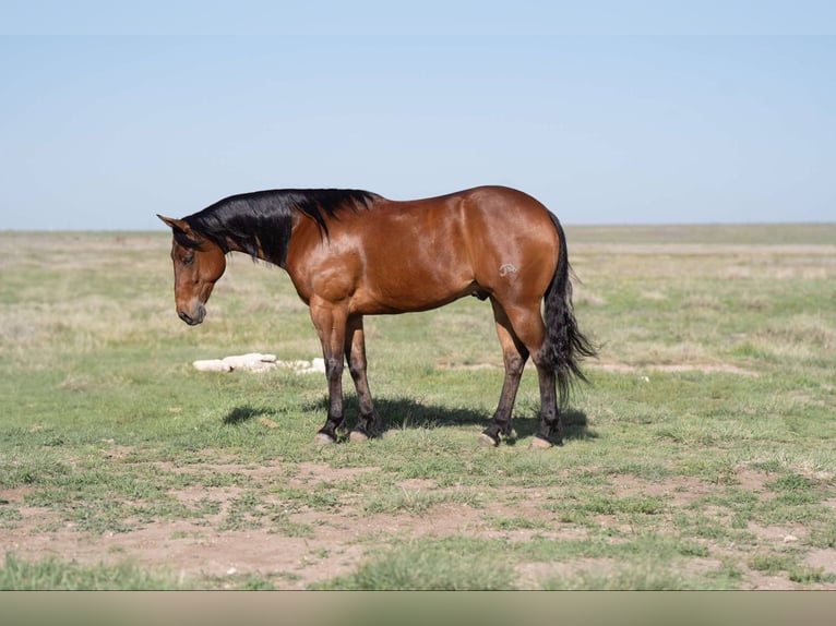 American Quarter Horse Castrone 9 Anni Baio ciliegia in Canyon, TX
