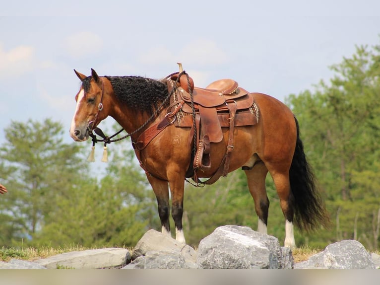 American Quarter Horse Castrone 9 Anni Baio ciliegia in Rebersburg, PA