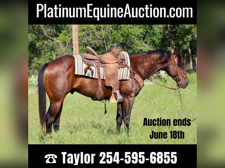 American Quarter Horse Castrone 9 Anni Baio ciliegia in Morgan Mill TX