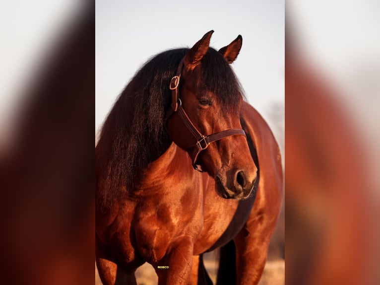 American Quarter Horse Castrone 9 Anni Baio ciliegia in Parma
