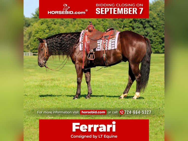American Quarter Horse Castrone 9 Anni Baio in Clarion