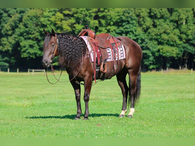 American Quarter Horse Castrone 9 Anni Baio in Clarion