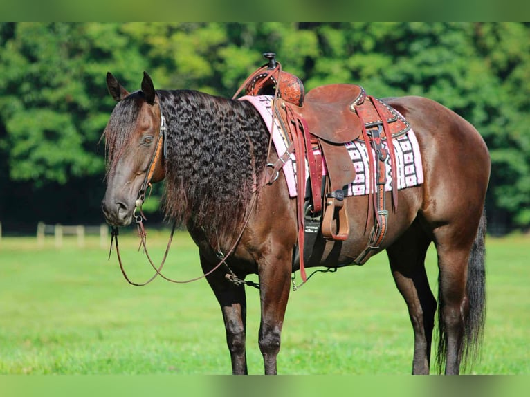American Quarter Horse Castrone 9 Anni Baio in Clarion