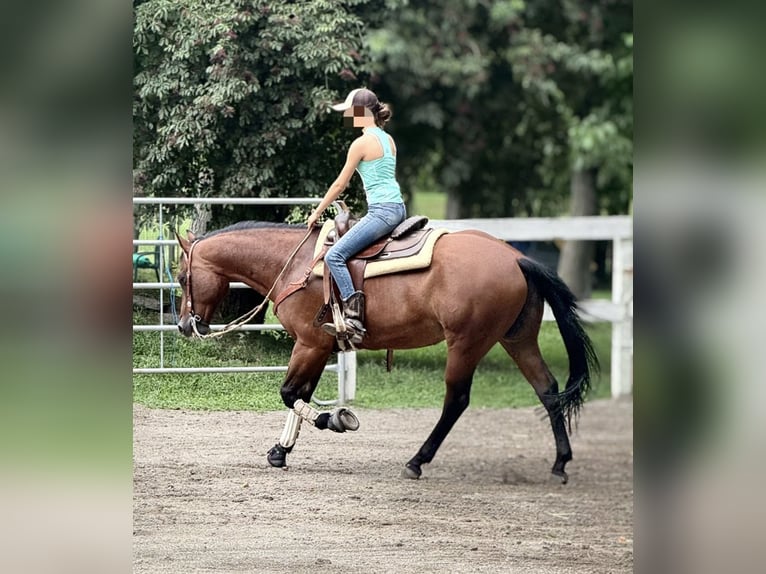 American Quarter Horse Castrone 9 Anni Baio in Mantello