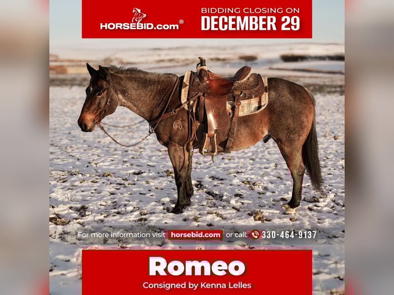 American Quarter Horse Castrone 9 Anni Baio roano in Dalton