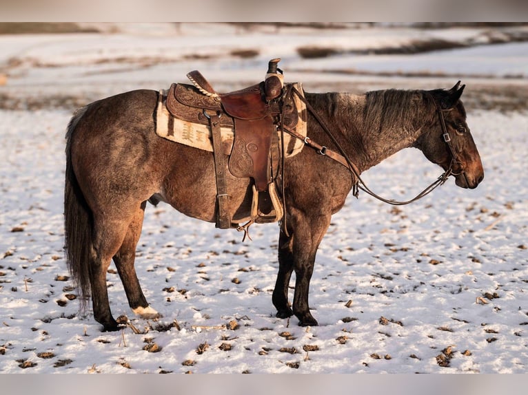 American Quarter Horse Castrone 9 Anni Baio roano in Dalton