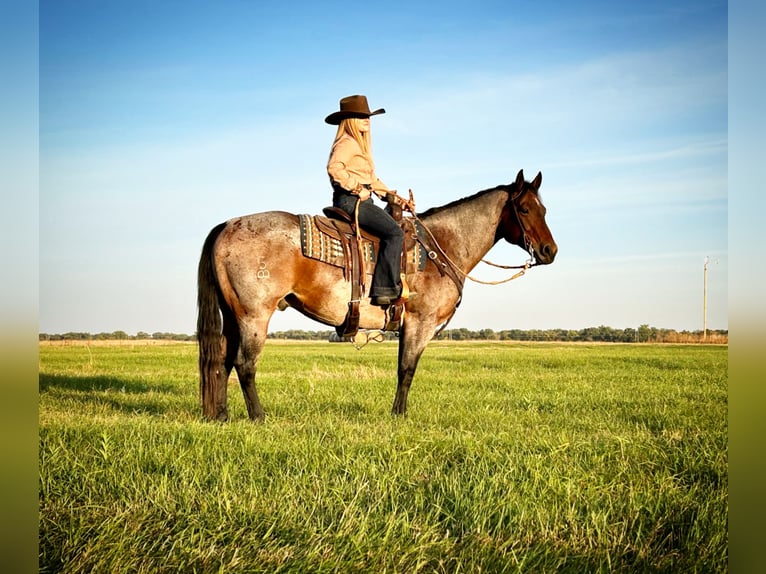 American Quarter Horse Castrone 9 Anni Baio roano in Grand Island, NE