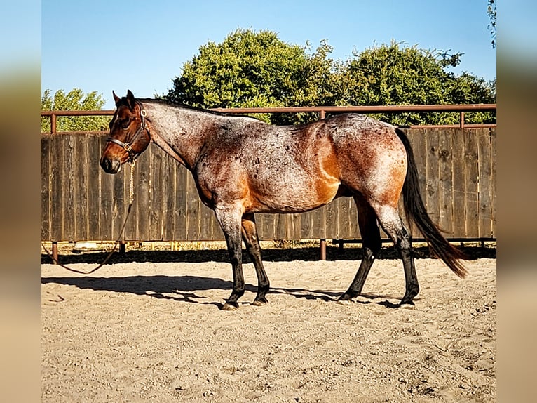 American Quarter Horse Castrone 9 Anni Baio roano in Grand Island, NE