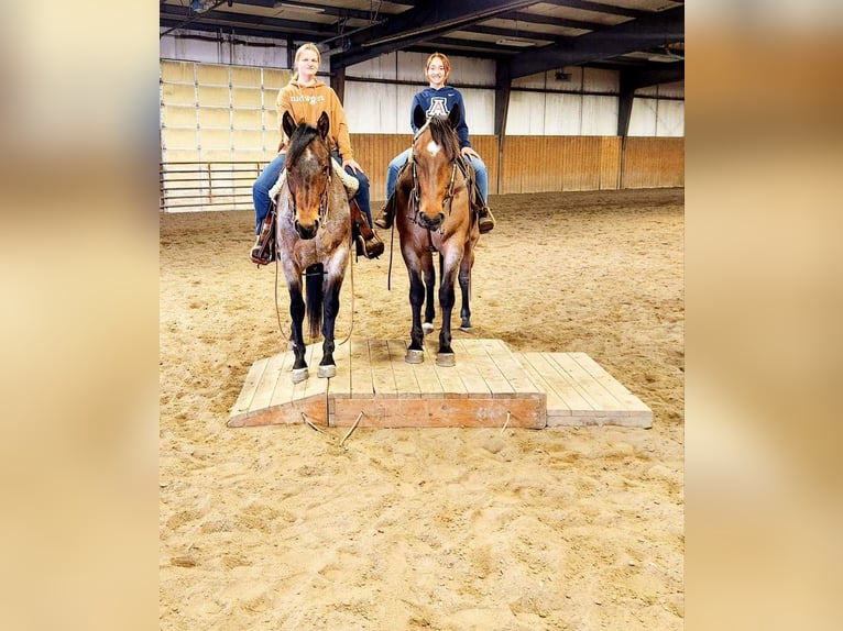 American Quarter Horse Castrone 9 Anni Baio roano in Grand Island, NE