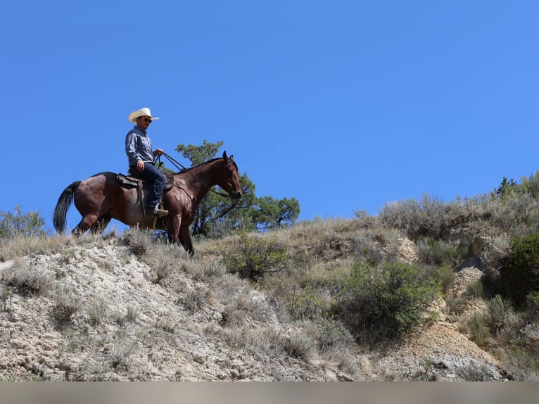 American Quarter Horse Castrone 9 Anni Baio roano in Perkins