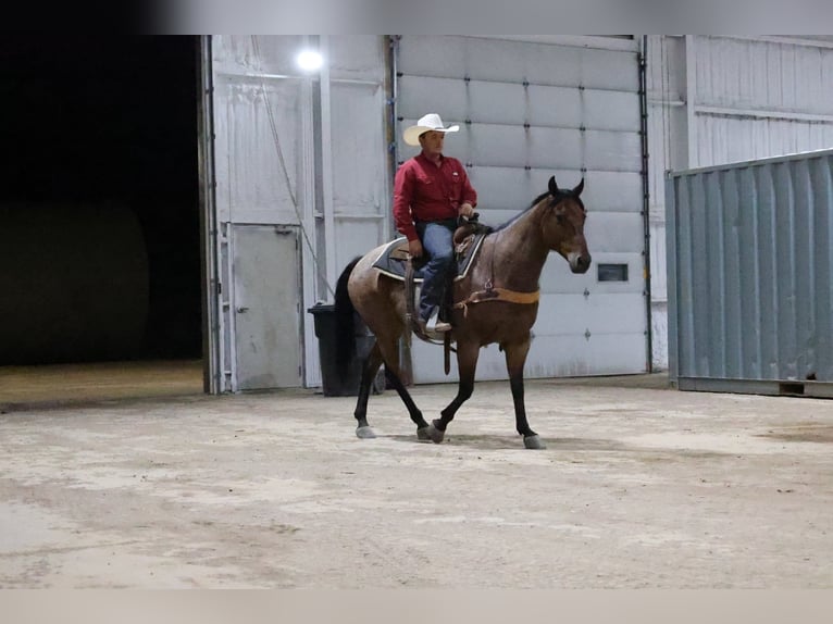 American Quarter Horse Castrone 9 Anni Baio roano in Perkins