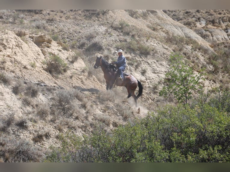 American Quarter Horse Castrone 9 Anni Baio roano in Perkins