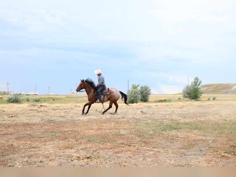 American Quarter Horse Castrone 9 Anni Baio roano in Perkins