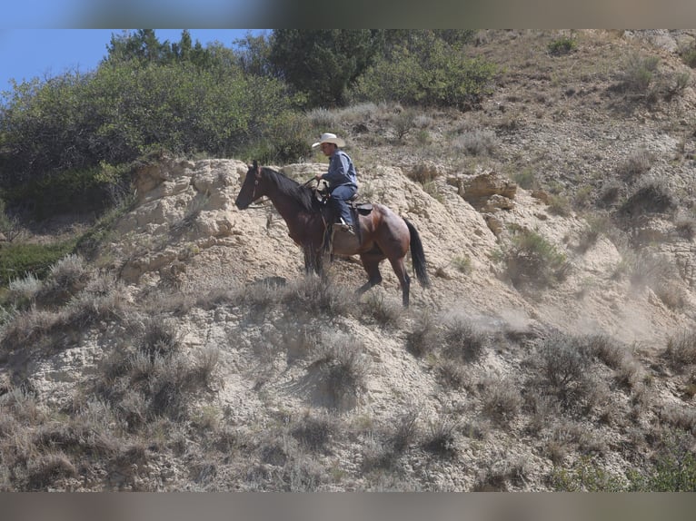 American Quarter Horse Castrone 9 Anni Baio roano in Perkins