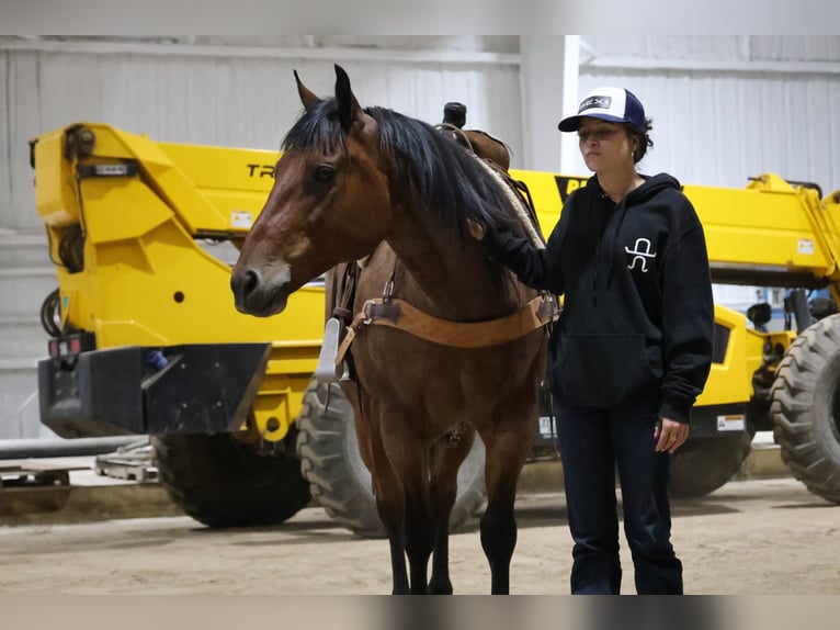 American Quarter Horse Castrone 9 Anni Baio roano in Perkins