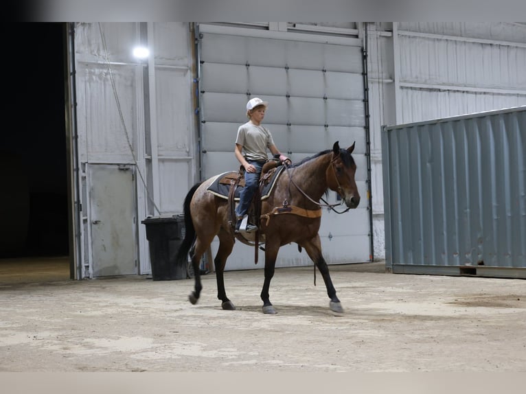 American Quarter Horse Castrone 9 Anni Baio roano in Perkins