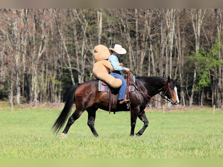 American Quarter Horse Castrone 9 Anni Baio scuro in Clarion, PA