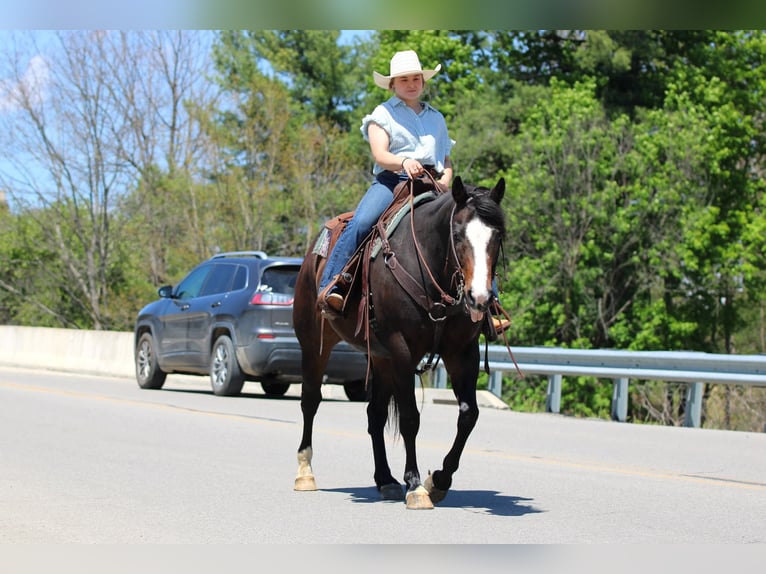 American Quarter Horse Castrone 9 Anni Baio scuro in Clarion, PA